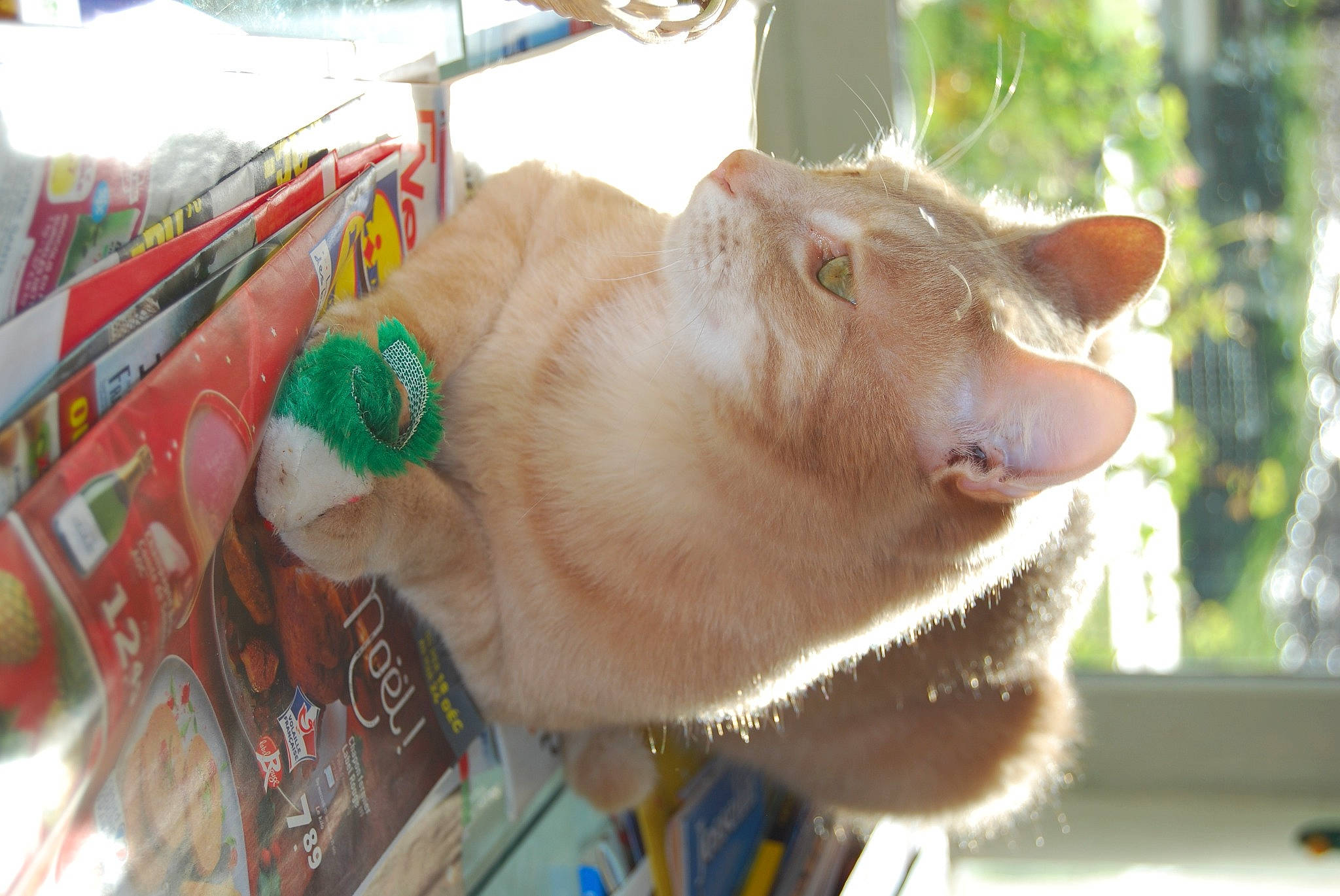 Crapouille participe au concours pour gagner de l'argent avec cette photo : canidae, carnivore, collar, dog_breed, domestic_short_haired_cat, ear, fang, fawn, felidae, fur, goats, liver, mammal, small_to_medium_sized_cats, snout, sporting_group, terrestrial_animal, whiskers, working_animal, wrinkle