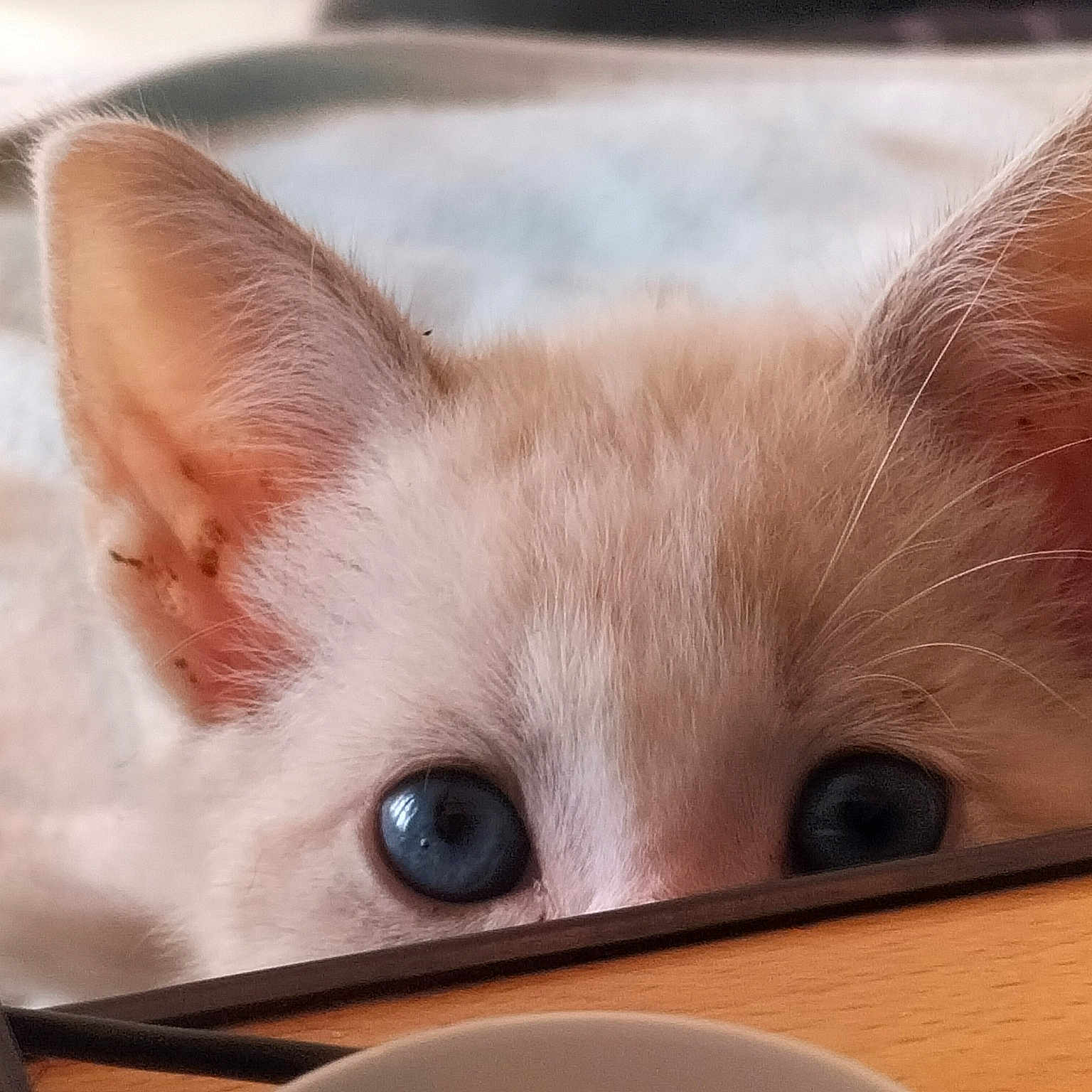 Tweed participe au concours pour gagner de l'argent avec cette photo : balinese, carnivore, cat, close_up, comfort, domestic_short_haired_cat, fawn, felidae, fur, hardwood, paper_product, siamese, small_to_medium_sized_cats, snout, thai, tonkinese, whiskers, wood