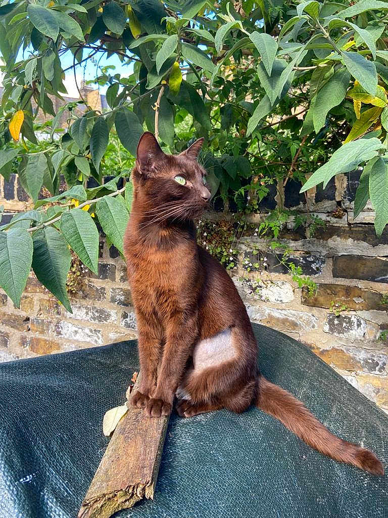 Coco