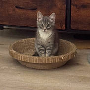 Toby is registered to the contest to win money with this photo: animal, basket, cat, cozy, curious, cute, domestic_cat, dresser, feline, floor, furniture, gray_tabby, indoor, kitten, looking, pet, sitting, small_animal, wooden_floor, young