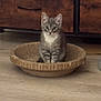 animal, basket, cat, cozy, curious, cute, domestic_cat, dresser, feline, floor, furniture, gray_tabby, indoor, kitten, looking, pet, sitting, small_animal, wooden_floor, young