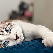 Blue joined the competition — help win amazing prizes! animal, blanket, blue_eyes, cat, close_up, curious, domestic_cat, face, feline, focus, fur, indoor, lying_down, paw, pet, portrait, relaxed, resting, soft_texture, whiskers