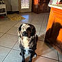 Shadow is registered to the contest to win money with this photo: animal, black, brown, cabinet, dog, domestic, door, floor, furniture, home, indoor, kitchen, pet, rug, shadow, sitting, sunlight, tile_floor, white, window