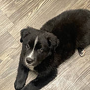 Shadow is registered to the contest to win money with this photo: puppy, dog, black_dog, white_marking, floor, wooden_floor, pet, animal, cute, young_dog, fur, lying_down, looking_up, indoor, domestic_animal, companion, adorable, small, mammal, canine