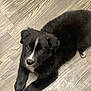 puppy, dog, black_dog, white_marking, floor, wooden_floor, pet, animal, cute, young_dog, fur, lying_down, looking_up, indoor, domestic_animal, companion, adorable, small, mammal, canine