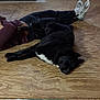 Shadow is registered to the contest to win money with this photo: dog, black_dog, person, lying_down, wooden_floor, relaxing, indoor, resting, casual_clothing, sneakers, flooring, brown_floor, white_socks, black_pants, maroon_shirt, large_dog, pet, animal, companion, quiet