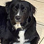 Shadow is registered to the contest to win money with this photo: dog, black_dog, white_fur, lying_down, tile_floor, pet, animal, canine, fur, indoor, portrait, looking_at_camera, mammal, companion, domestic_animal, friendly, cute, calm, relaxed, beautiful