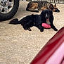 animal, black_dog, companion, concrete, dog, domestic, driveway, fence, german_shepherd, happy, lying_down, mammal, outdoor, pet, pink_toy, resting, sleeping, tire, toy, vehicle