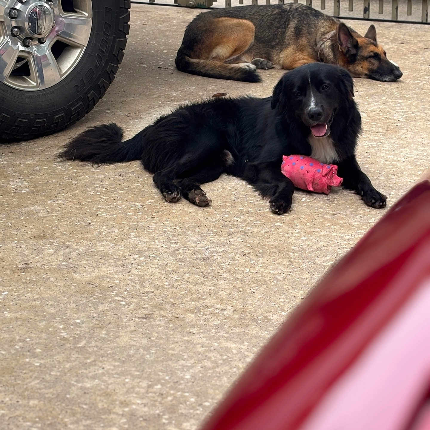 Shadow joined the competition — help win amazing prizes! animal, black_dog, companion, concrete, dog, domestic, driveway, fence, german_shepherd, happy, lying_down, mammal, outdoor, pet, pink_toy, resting, sleeping, tire, toy, vehicle