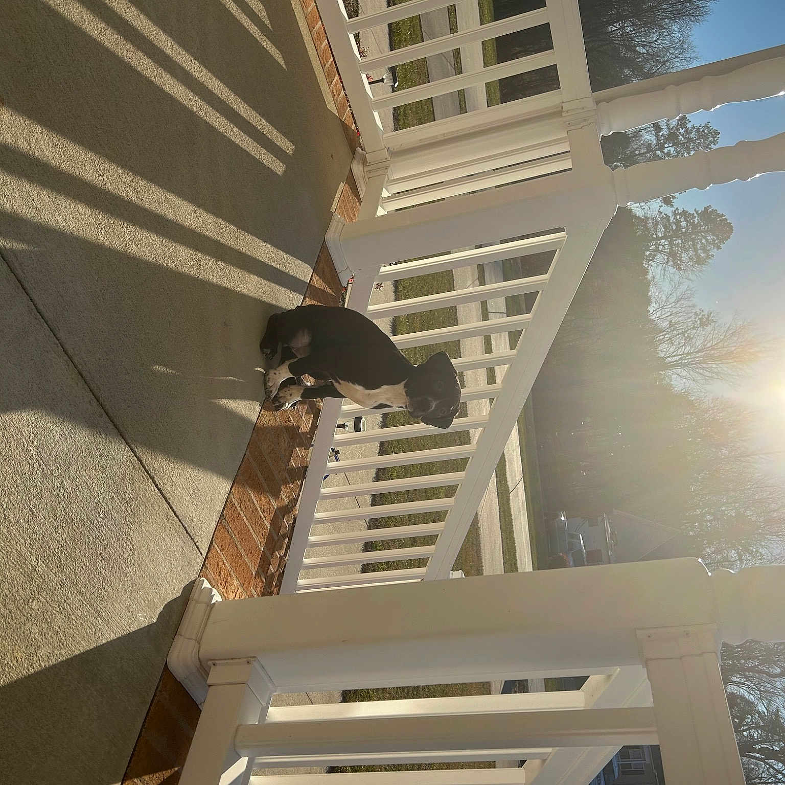 Dobby joined the competition — help win amazing prizes! architecture, building, ceiling, composite_material, daytime, facade, handrail, house, light, material_property, real_estate, roof, shade, sky, space, tints_and_shades, tree, urban_design, window, wood