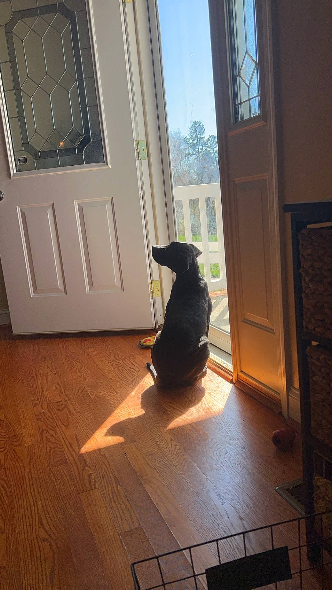 Dobby is registered to the contest to win money with this photo: building, carnivore, companion_dog, door, fawn, felidae, floor, flooring, hardwood, home_door, interior_design, laminate_flooring, small_to_medium_sized_cats, tail, tints_and_shades, tree, window, wood, wood_flooring, wood_stain