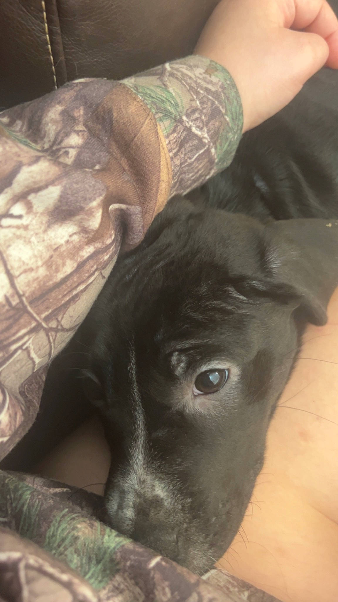 Dobby joined the competition — help win amazing prizes! borador, carnivore, comfort, companion_dog, dog, dog_breed, elbow, fawn, fur, gesture, human_leg, liver, plant, snout, sporting_group, temporary_tattoo, terrestrial_animal, whiskers, working_animal, wrist