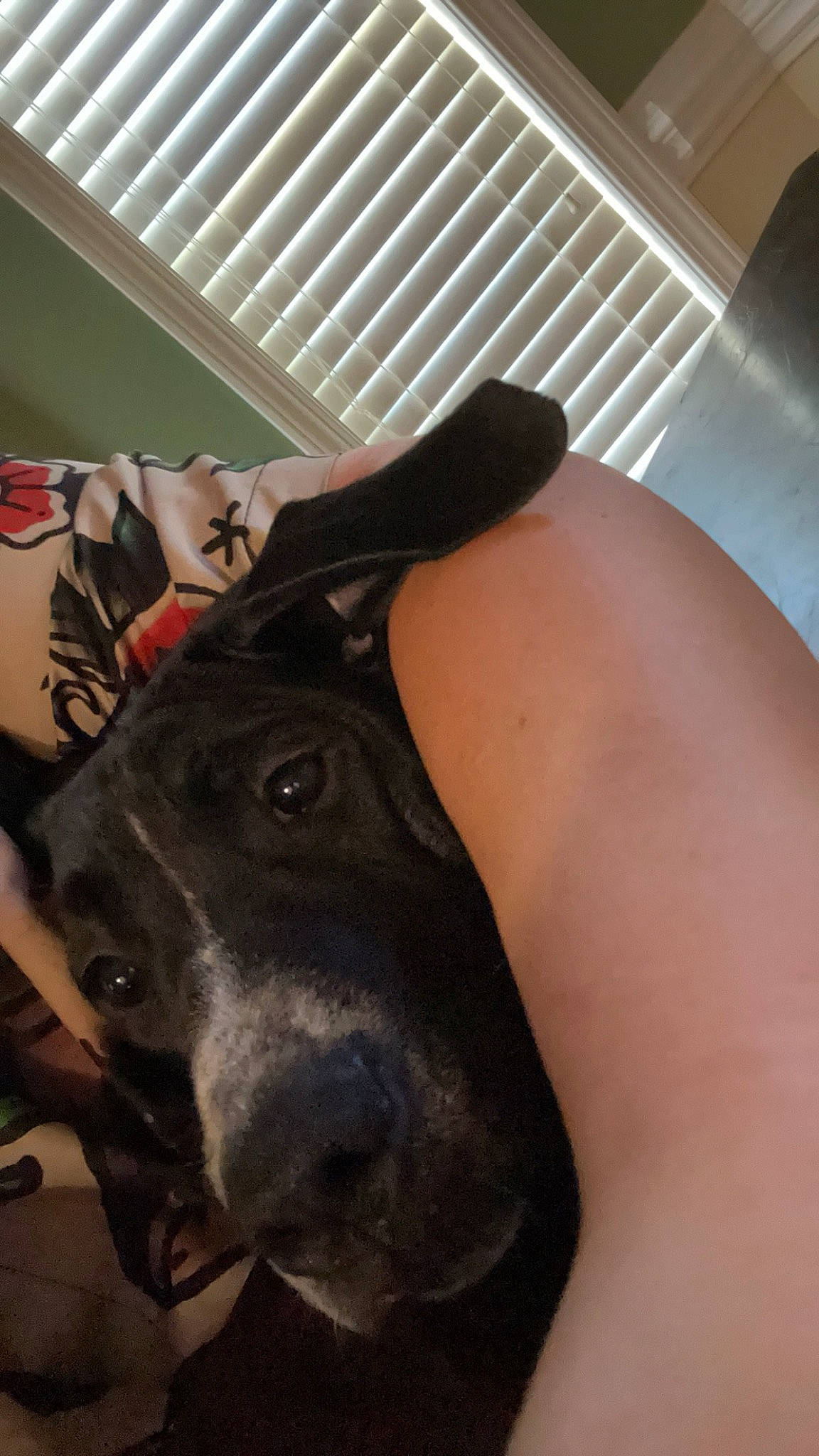 Dobby joined the competition — help win amazing prizes! canidae, carmine, carnivore, companion_dog, dog, dog_breed, ear, fawn, foot, fur, guard_dog, human_leg, jaw, personal_protective_equipment, snout, sporting_group, sportswear, thigh, whiskers, working_animal