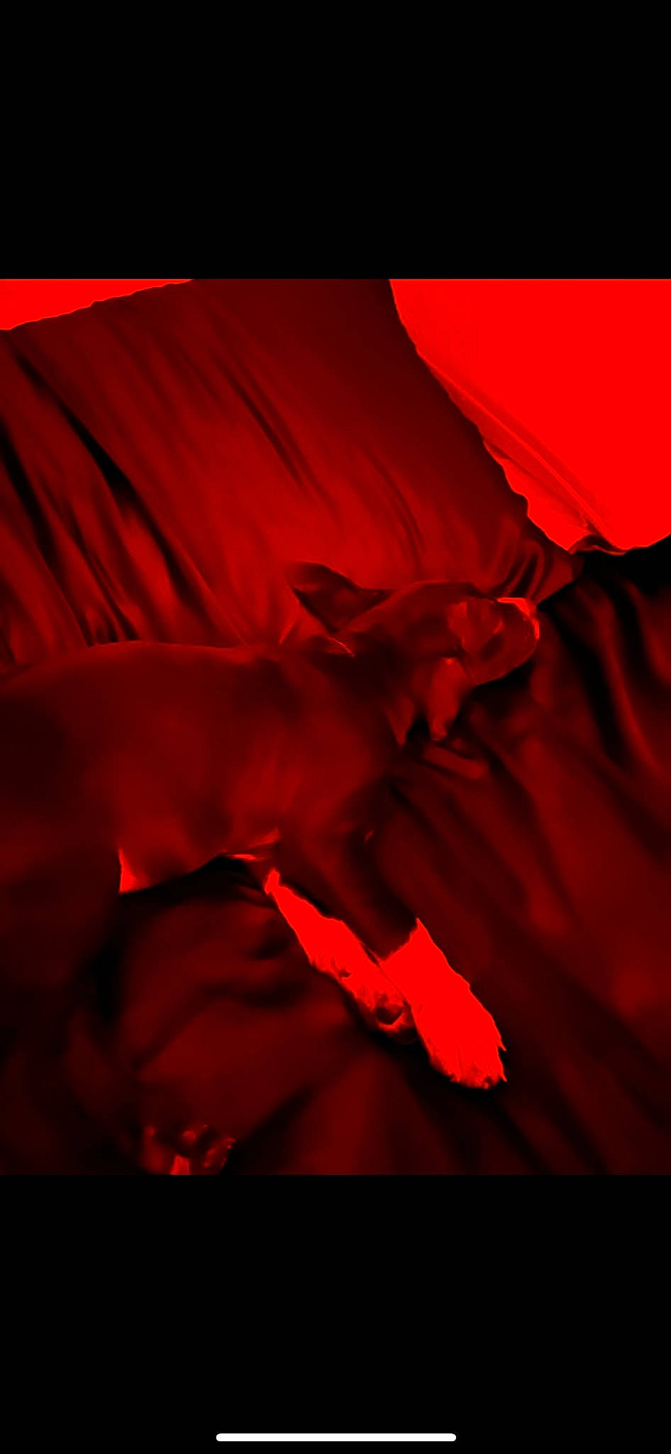 Dobby is registered to the contest to win money with this photo: art, carmine, coquelicot, darkness, electric_blue, event, flower, flowering_plant, font, gesture, human_leg, macro_photography, magenta, peach, petal, red, rose_family, rose_order, still_life_photography, tints_and_shades