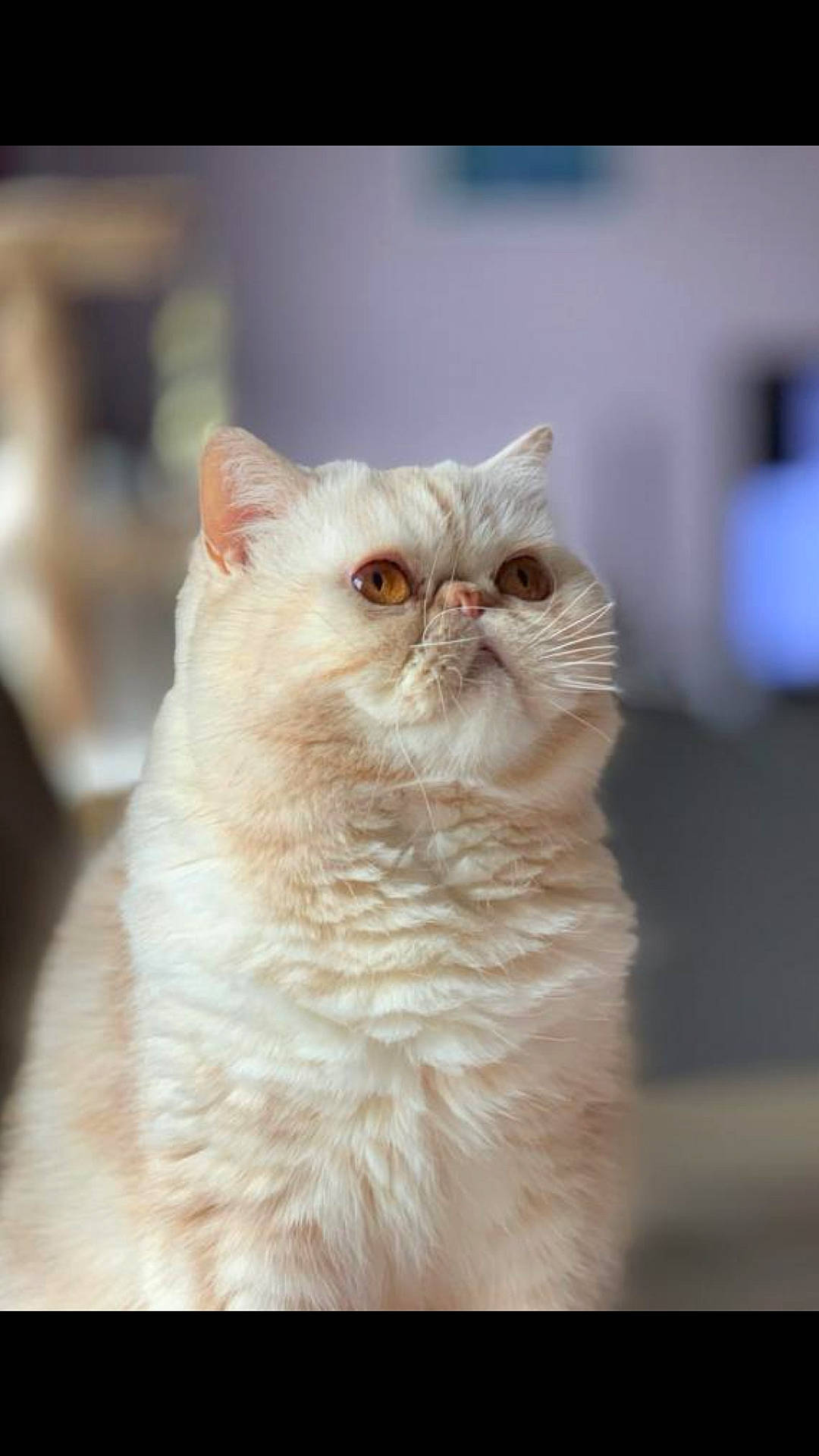 Jackpot Des Persans Mapadi