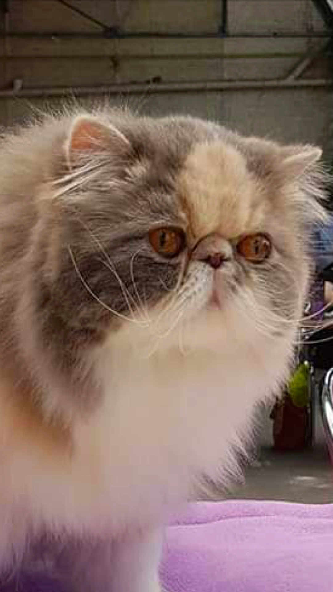 Mirabelle Des Persans Mapadi