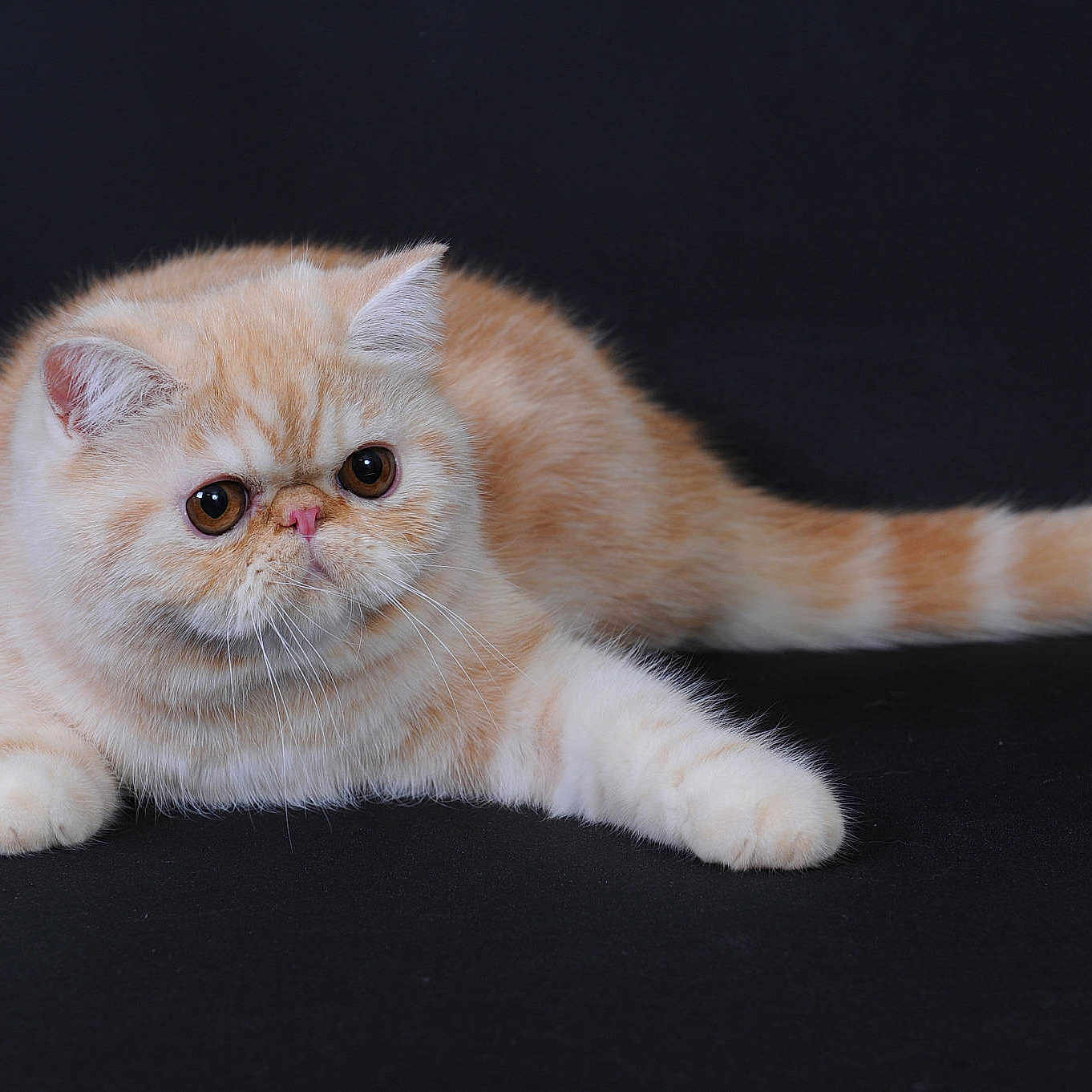 Jackpot Des Persans Mapadi