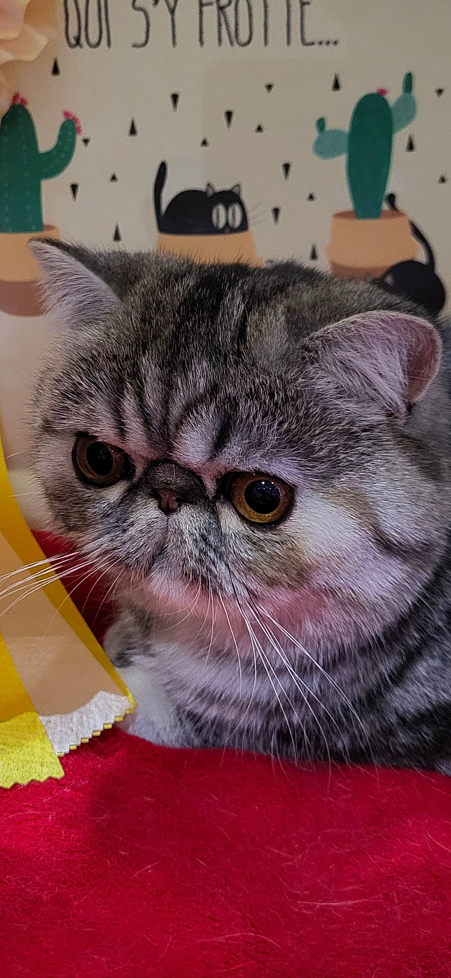 Vaïna a rejoint le concours — aidez-le/la à gagner de superbes lots ! abyssinian, angora, animal, applique, cat, couch, envelope, furniture, greetingcard, kitten, mail, manx, pattern, pet, siamese