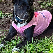 Tinsel is registered to the contest to win money with this photo: dog, black_dog, pink_shirt, tennis_ball, grass, outdoor, pet, animal, collar, playful, resting, canine, fur, cute, nature, greenery, summer, sunlight, paw, muzzle