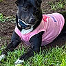dog, black_dog, pink_shirt, tennis_ball, grass, outdoor, pet, animal, collar, playful, resting, canine, fur, cute, nature, greenery, summer, sunlight, paw, muzzle