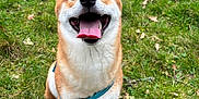 Aeron a rejoint le concours — aidez-le/la à gagner de superbes lots ! dog, shiba_inu, happy, tongue_out, pet, canine, grass, outdoor, leash, animal, smiling, sitting, fur, ears, nature, playful, cute, friendly, mammal, companion