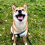 dog, shiba_inu, happy, tongue_out, pet, canine, grass, outdoor, leash, animal, smiling, sitting, fur, ears, nature, playful, cute, friendly, mammal, companion
