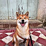 Aeron a rejoint le concours — aidez-le/la à gagner de superbes lots ! dog, shiba_inu, pet, animal, sitting, leash, harness, smiling, happy, outdoor, door, old_door, tiled_floor, red_tiles, white_tiles, concrete, wall, fur, ears, tongue