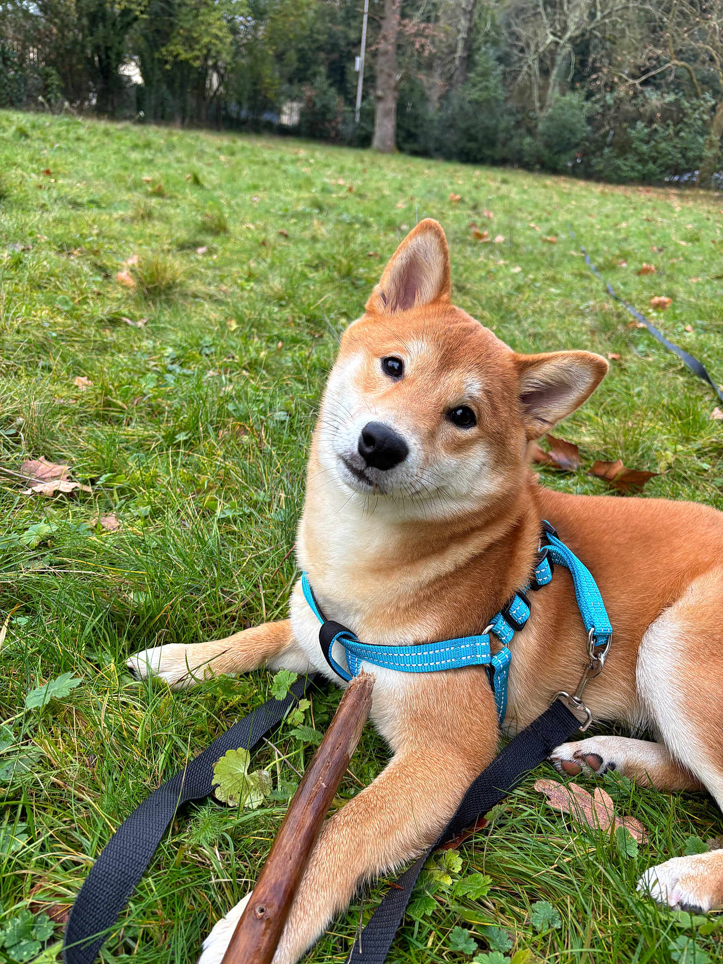Aeron a rejoint le concours — aidez-le/la à gagner de superbes lots ! dog, shiba_inu, grass, outdoor, pet, animal, canine, leaf, stick, harness, nature, cute, playful, fur, ears, paw, field, greenery, relaxed, daylight