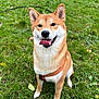 Aeron a rejoint le concours — aidez-le/la à gagner de superbes lots ! dog, shiba_inu, grass, outdoor, pet, canine, animal, happy, tongue_out, fur, sitting, leash, nature, playful, ears, muzzle, collar, smiling, daylight, cute