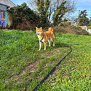 Aeron a rejoint le concours — aidez-le/la à gagner de superbes lots ! dog, shiba_inu, leash, grass, greenery, outdoor, sky, tree, bush, field, canine, pet, nature, animal, sunlight, daytime, walking, alert, fur, harness