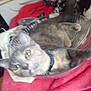 Booger Butt is registered to the contest to win money with this photo: animal, blurred, bowl, cat, closeup, collar, container, curious, domestic, ears, face, feline, fur, indoor, pet, relaxing, resting, table, towel, whiskers