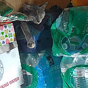 Booger Butt is registered to the contest to win money with this photo: blanket, calm, cardboard, cat, container, household, indoor, nap, paw, pet, pile, plastic_packaging, quiet, relaxation, resting, shelf, sleeping, stacked, storage, water_bottles