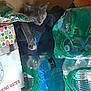blanket, calm, cardboard, cat, container, household, indoor, nap, paw, pet, pile, plastic_packaging, quiet, relaxation, resting, shelf, sleeping, stacked, storage, water_bottles