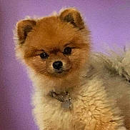 Pop a rejoint le concours — aidez-le/la à gagner de superbes lots ! adorable, black_nose, close_up, collar, companion_animal, cream_fur, cute, dark_eyes, dog, fluffy, indoor, orange_fur, pet, pomeranian, portrait, puppy, purple_background, serious_expression, small_dog, standing