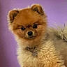 dog, pomeranian, puppy, small_dog, fluffy, orange_fur, cream_fur, portrait, close_up, collar, pet, companion_animal, adorable, cute, serious_expression, dark_eyes, black_nose, standing, indoor, purple_background