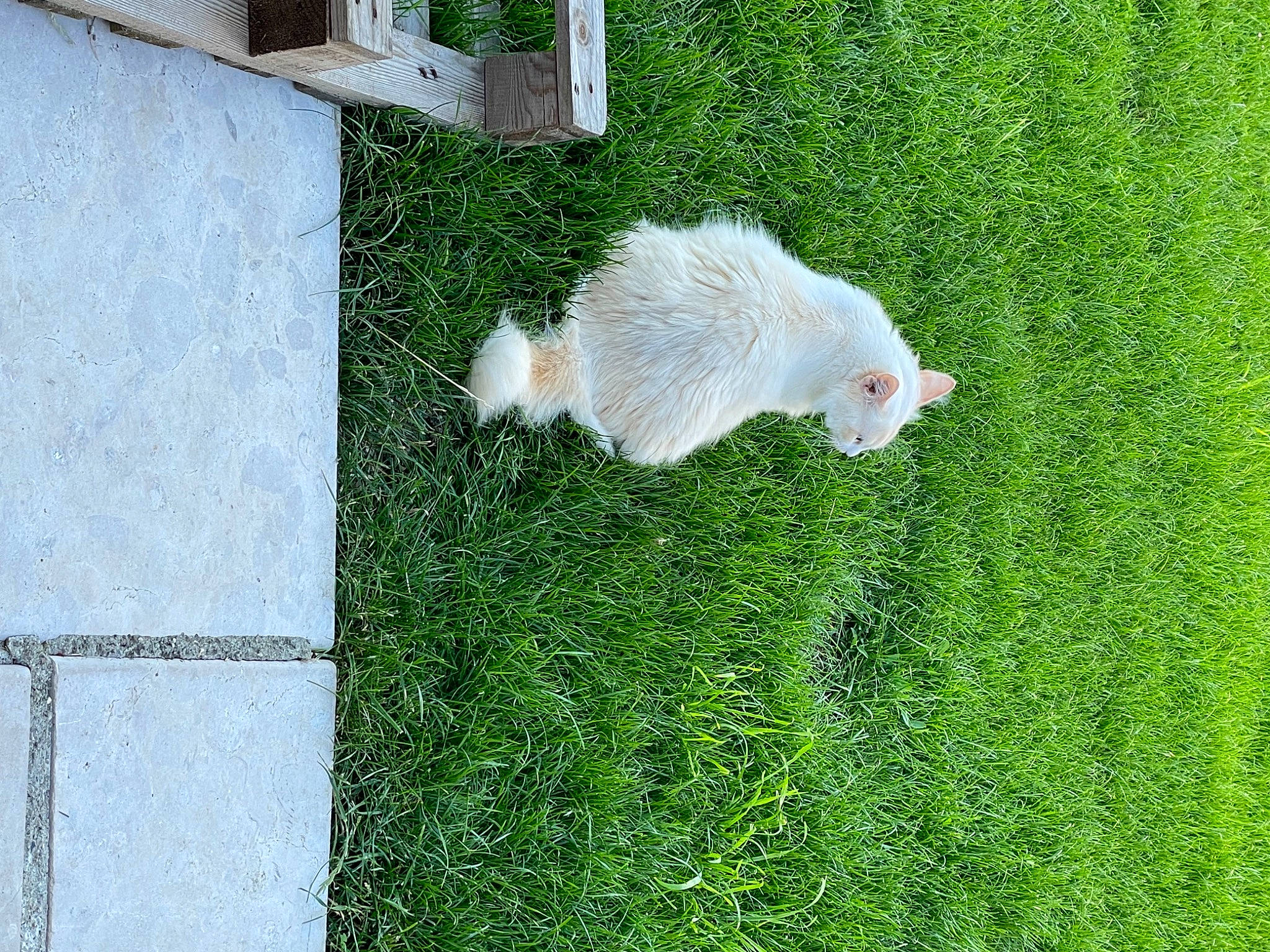 Caly a rejoint le concours — aidez-le/la à gagner de superbes lots ! carnivore, companion_dog, dog_breed, fawn, felidae, grass, green, groundcover, line, livestock, plant, rodent, sheep, shrub, small_to_medium_sized_cats, snout, tail, tree, vertebrate