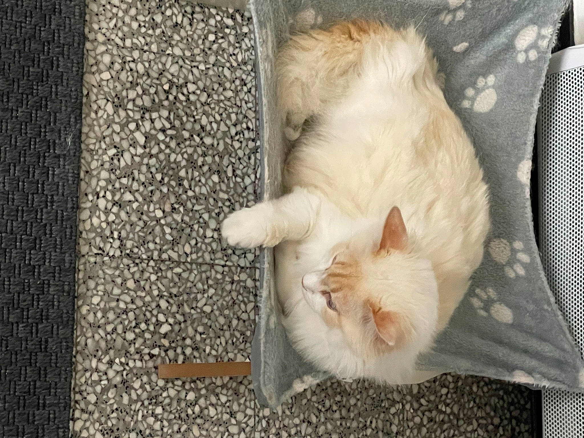 Caly participe au concours pour gagner de l'argent avec cette photo : animal_shelter, canidae, carnivore, cat, claw, comfort, domestic_short_haired_cat, fawn, felidae, flooring, fur, grey, linens, nap, paw, small_to_medium_sized_cats, snout, tail, whiskers, wood