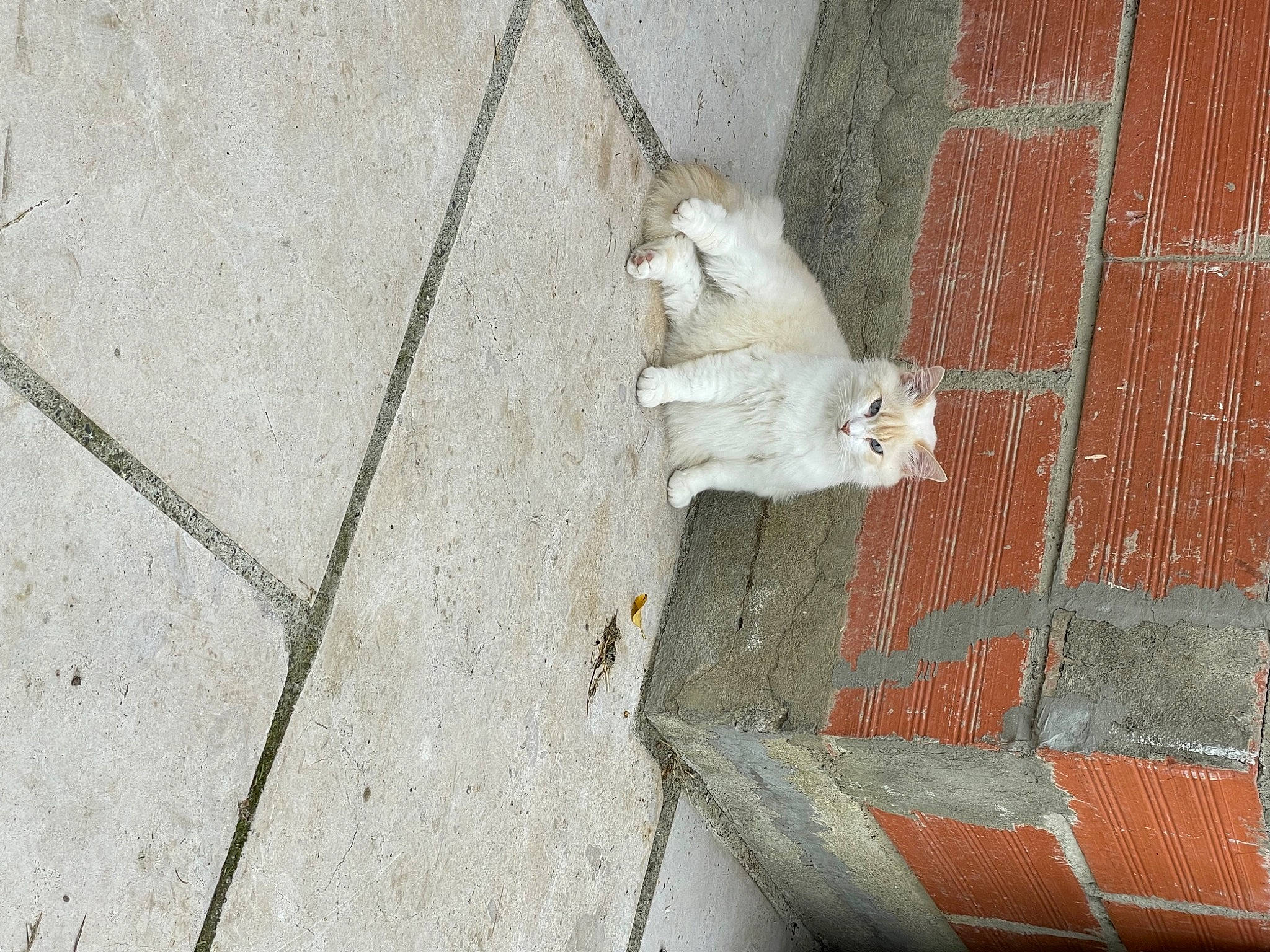 Caly participe au concours pour gagner de l'argent avec cette photo : asphalt, brick, carnivore, concrete, fawn, felidae, flooring, fur, grey, paw, road, road_surface, shadow, sidewalk, small_to_medium_sized_cats, snout, sporting_group, tail, whiskers, wood