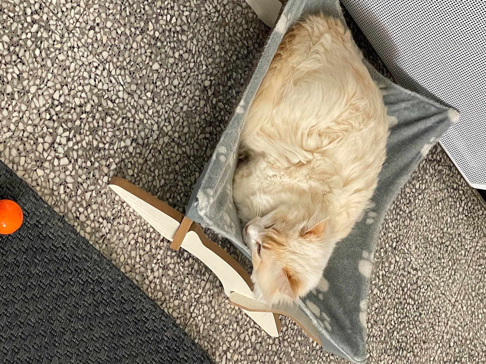 Caly participe au concours pour gagner de l'argent avec cette photo : asphalt, canidae, carnivore, cat, claw, comfort, couch, dog_breed, domestic_short_haired_cat, fawn, felidae, flooring, fur, road_surface, small_to_medium_sized_cats, snout, sporting_group, tail, whiskers, wood