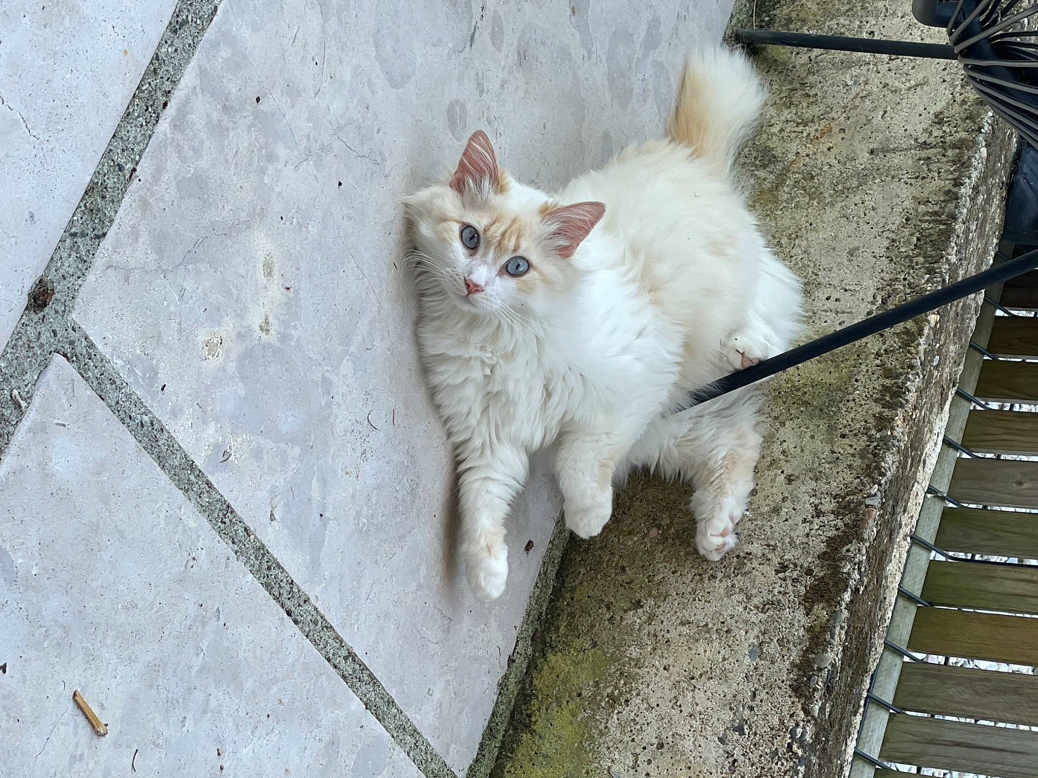 Caly participe au concours pour gagner de l'argent avec cette photo : asphalt, carnivore, cat, concrete, domestic_short_haired_cat, eye, fawn, felidae, flooring, fur, paw, road_surface, sidewalk, small_to_medium_sized_cats, snout, tail, terrestrial_animal, tree, whiskers, wood