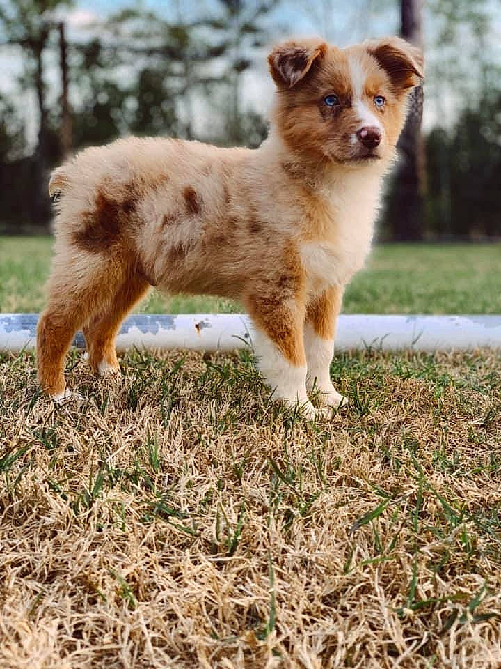 Kilo joined the competition — help win amazing prizes! ancient_dog_breeds, canidae, carnivore, companion_dog, dog, dog_breed, fawn, fur, grass, plant, puppy, sky, snout, sporting_group, tail, terrestrial_animal, tree, whiskers, wildlife, working_dog