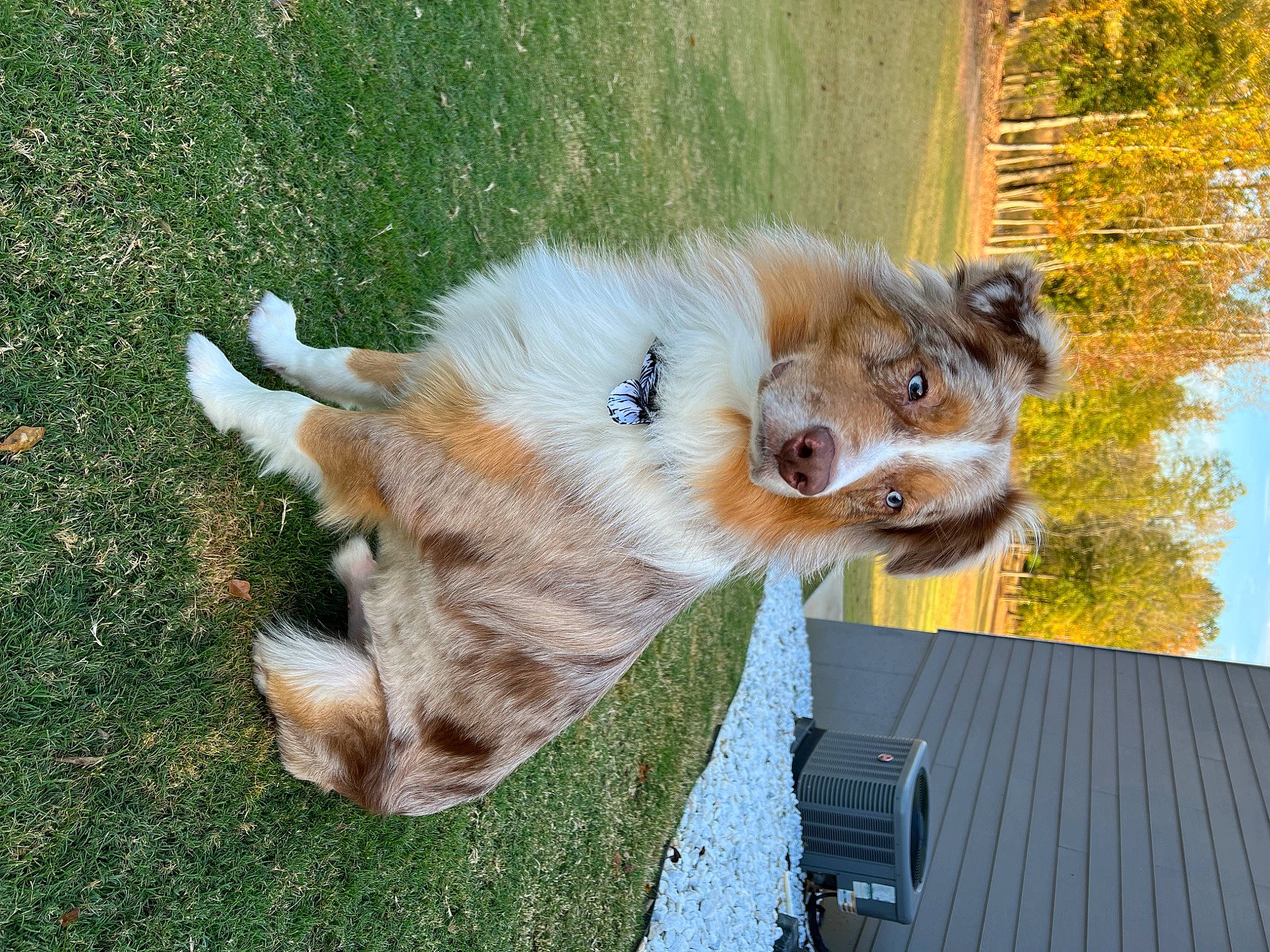 Kilo joined the competition — help win amazing prizes! canidae, carnivore, collar, companion_dog, dog, dog_breed, dog_supply, fawn, fur, grass, paw, plant, snout, sporting_group, tail, terrier, toy_dog, tree, whiskers, working_animal