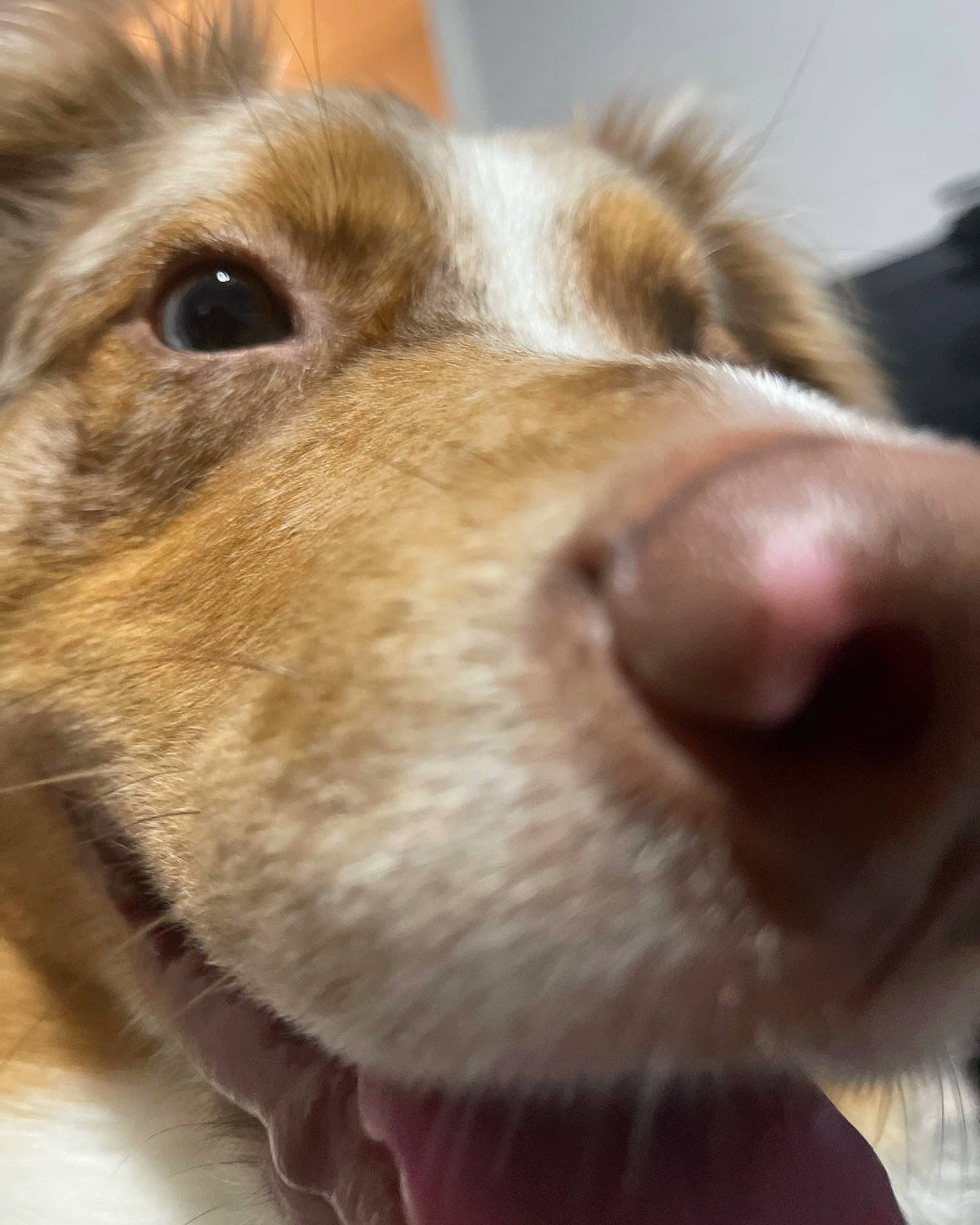 Kilo is registered to the contest to win money with this photo: canidae, carnivore, close_up, companion_dog, dog, dog_breed, ear, fawn, fur, liver, snout, sporting_group, street_dog, terrestrial_animal, whiskers, working_animal