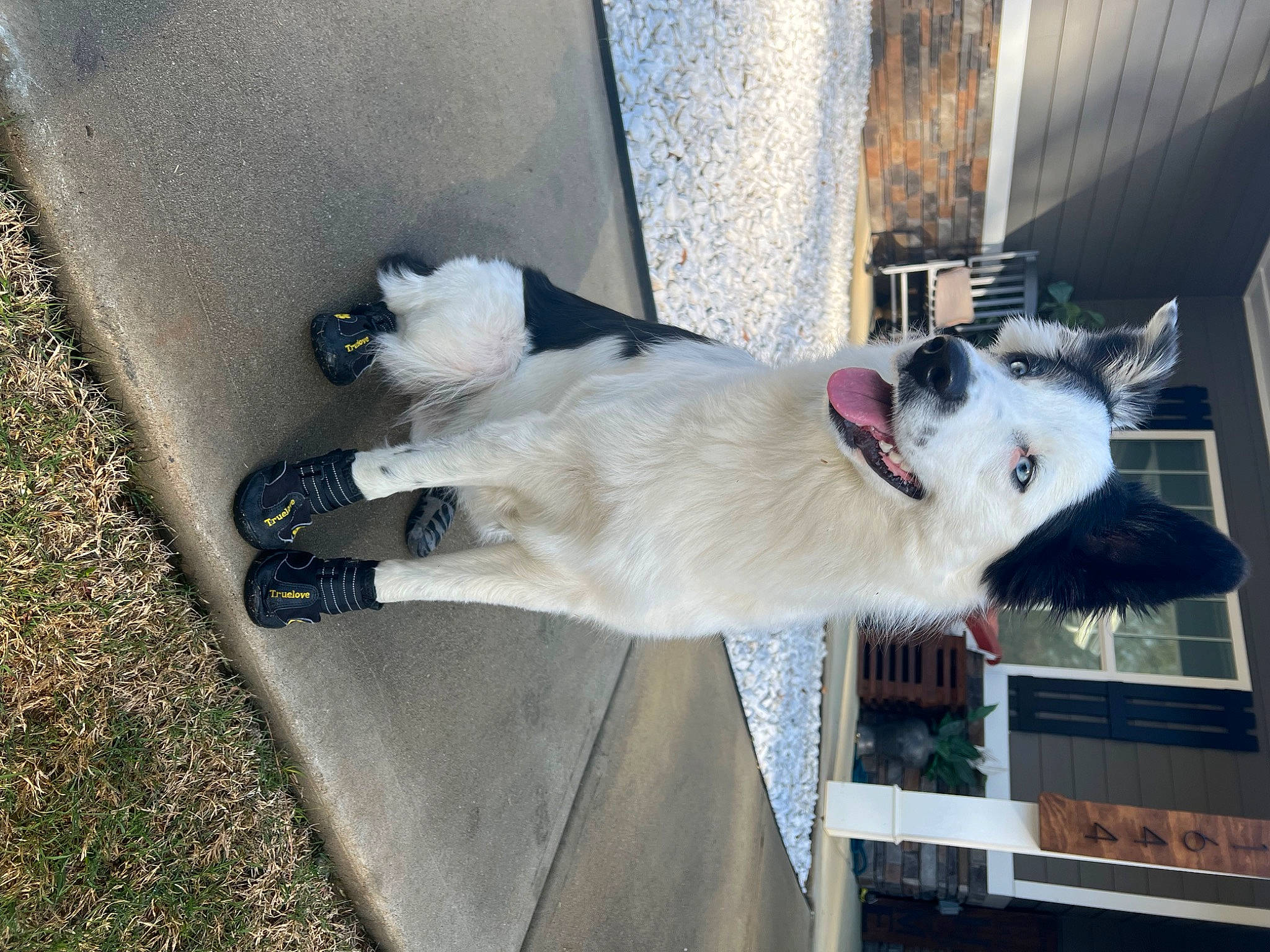 Kahlua joined the competition — help win amazing prizes! carnivore, collar, companion_dog, dog, dog_breed, dog_collar, door, fawn, felidae, fur, pet_supply, road_surface, sidewalk, small_to_medium_sized_cats, snout, sporting_group, tail, whiskers, window, wood