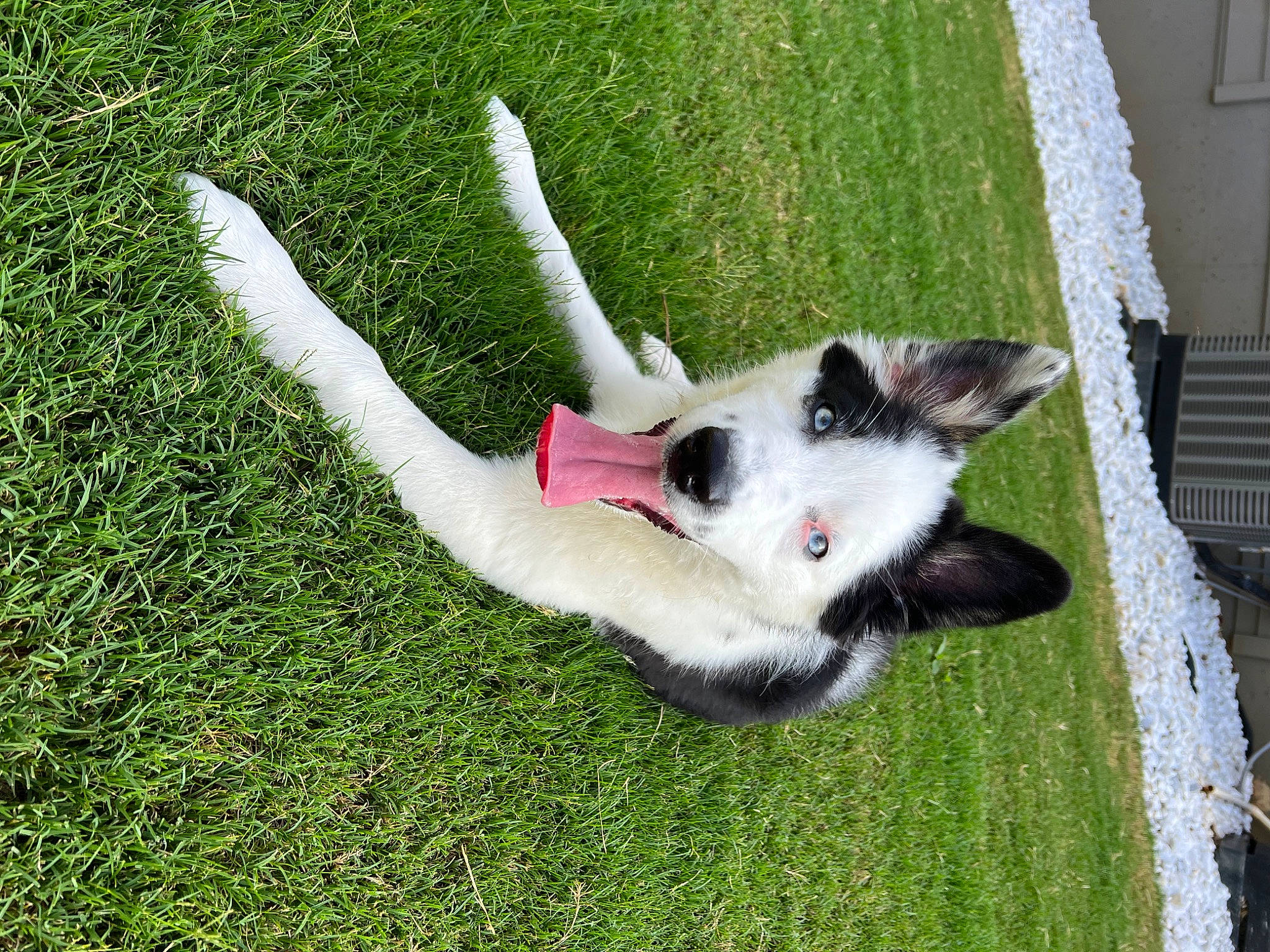 Kahlua joined the competition — help win amazing prizes! canidae, carnivore, companion_dog, dog, dog_breed, dog_supply, fawn, felidae, grass, groundcover, lawn, non_sporting_group, plant, sporting_group, tail, toy_dog, working_dog, yard