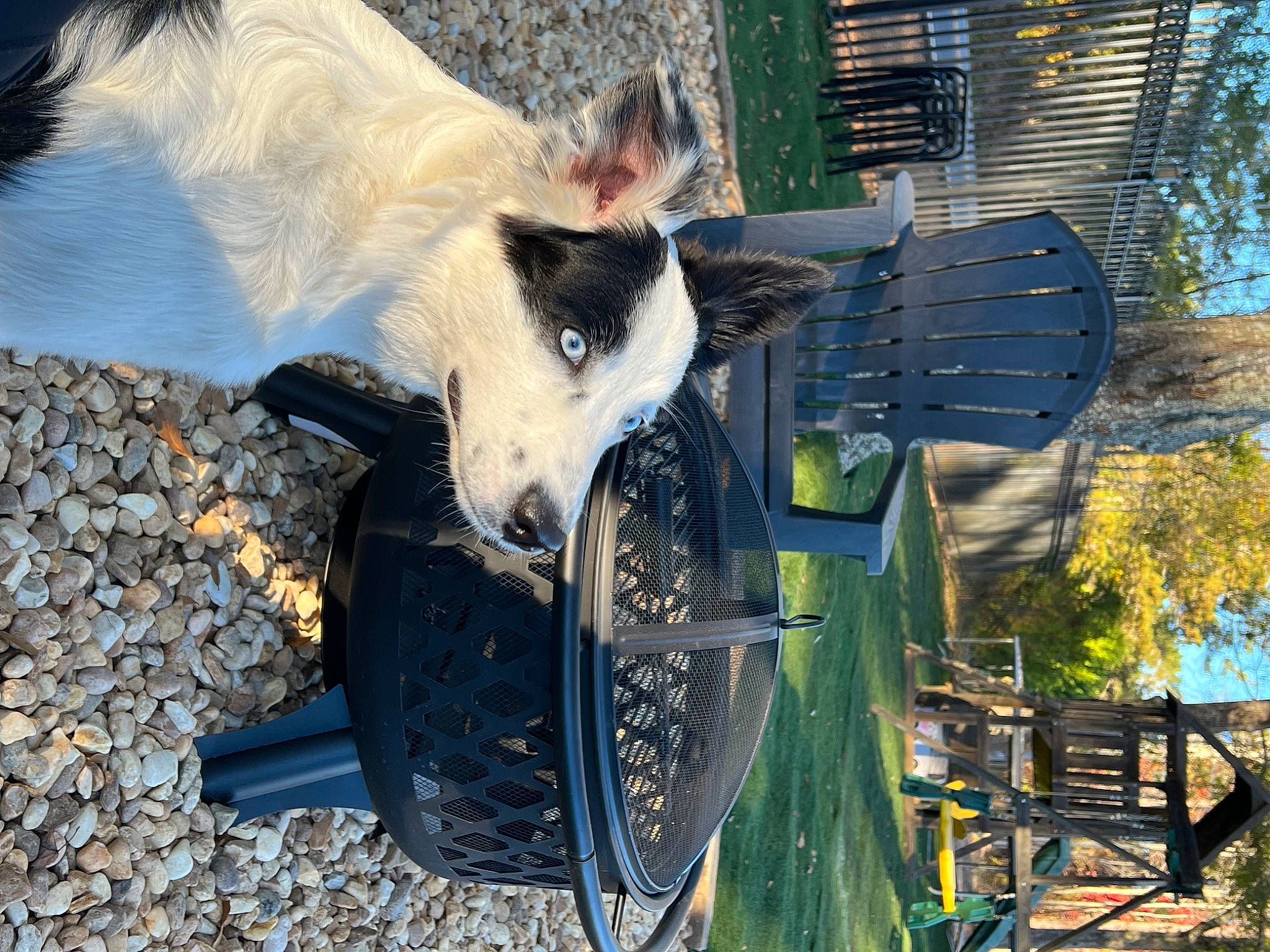 Kahlua joined the competition — help win amazing prizes! canidae, carnivore, collar, companion_dog, dog, dog_breed, dog_collar, dog_sports, dog_supply, doghouse, fawn, grass, hood, pet_supply, plant, snout, sporting_group, tree, working_animal, working_dog