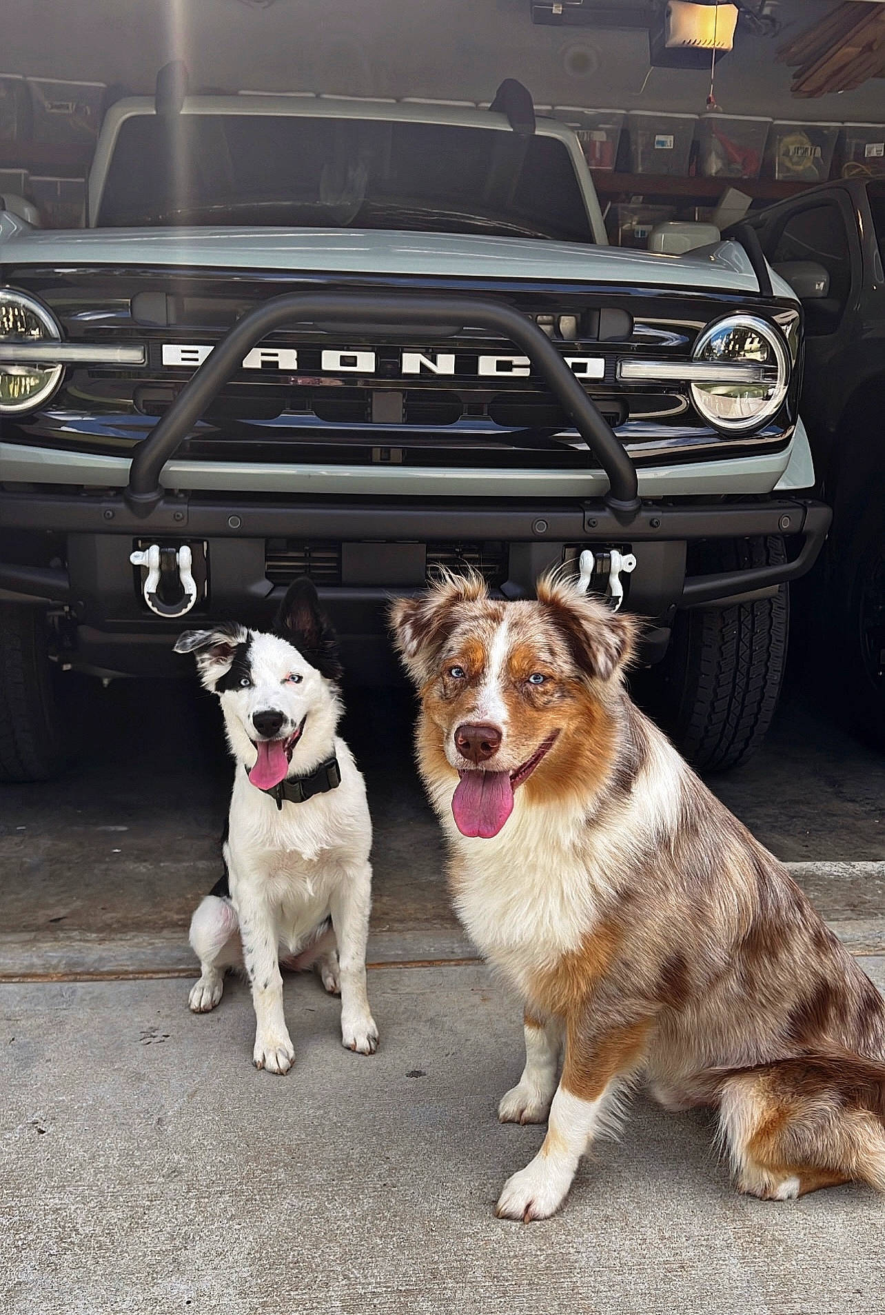 Kahlua is registered to the contest to win money with this photo: automotive_design, automotive_exterior, automotive_lighting, automotive_tire, bumper, car, carnivore, collar, companion_dog, dog, dog_breed, dog_collar, fender, grille, hood, motor_vehicle, snout, tire, vehicle, vehicle_registration_plate