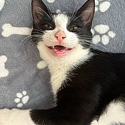 Zazou a rejoint le concours — aidez-le/la à gagner de superbes lots ! cat, black_and_white, pet, animal, feline, lying_down, blanket, paw_prints, bones_pattern, cute, pink_nose, whiskers, teeth, fur, cozy, resting, indoor, playful, close_up, smiling_cat