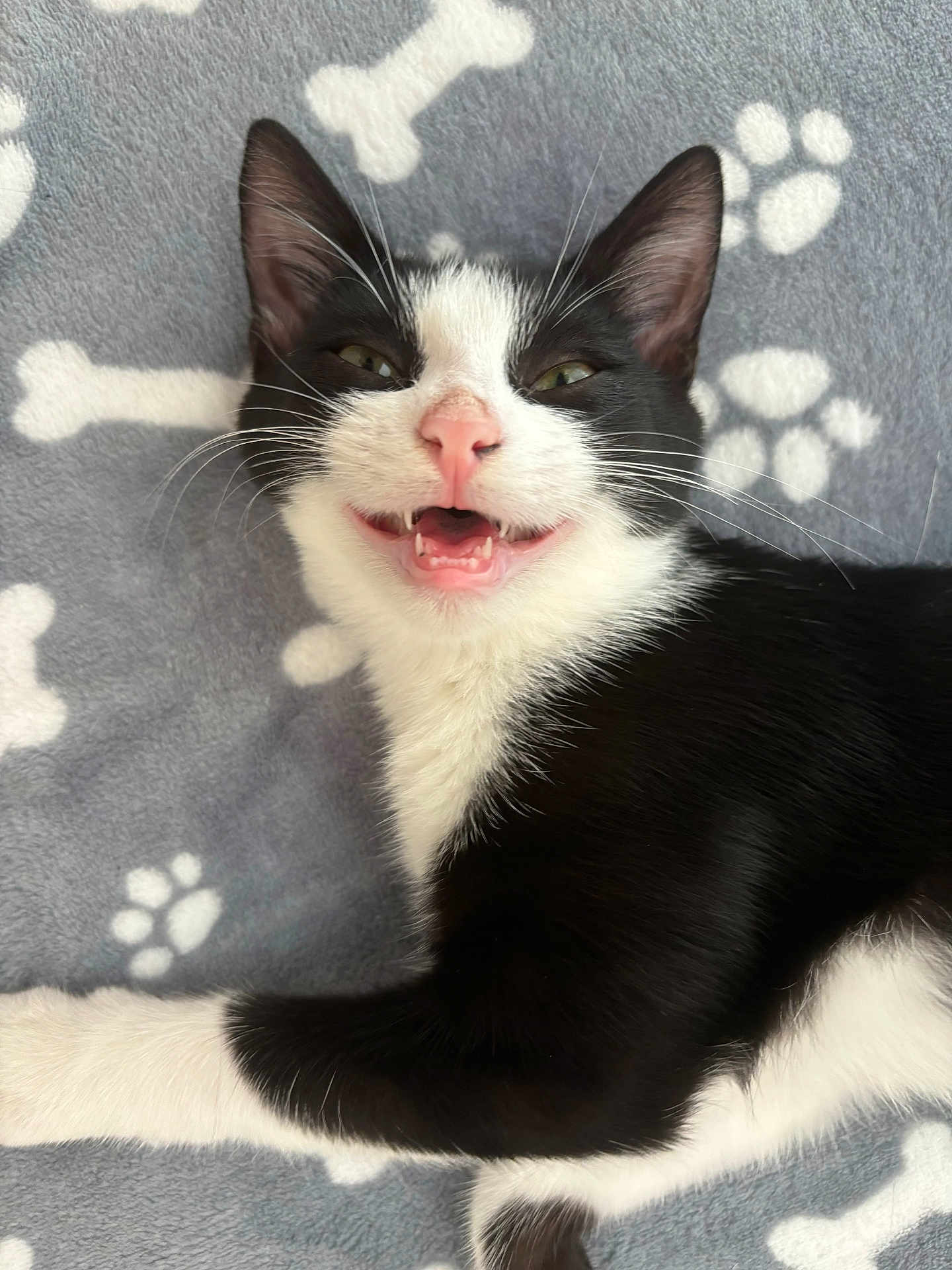 Zazou a rejoint le concours — aidez-le/la à gagner de superbes lots ! cat, black_and_white, pet, animal, feline, lying_down, blanket, paw_prints, bones_pattern, cute, pink_nose, whiskers, teeth, fur, cozy, resting, indoor, playful, close_up, smiling_cat