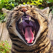 Rava participe au concours pour gagner de l'argent avec cette photo : cat, tabby, yawning, mouth_open, teeth, tongue, whiskers, fur, outdoor, greenery, nature, pet, animal, closeup, face, expression, daylight, garden, striped, feline
